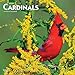 Cardinals 2020 12 x 12 Inch Monthly Square Wall Calendar, Animals Wildlife Red Birds (English, Spani by