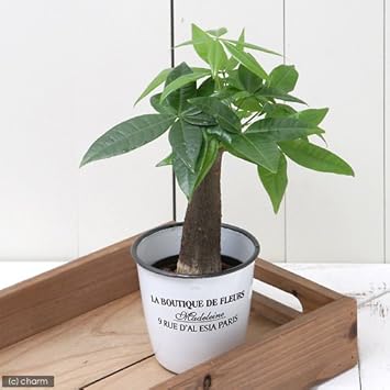 Amazon Co Jp 観葉植物 ハイドロ苗9f lサイズ パキラ 1ポット ペット用品 Amazon Co Jp 観葉植物 ハイドロ苗9f lサイズ パキラ 1ポット ペット用品