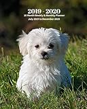 2019 - 2020 | 18 Month Weekly & Monthly Planner July 2019 to December 2020: Maltese Pup Dog Pet Monthly Calendar with U.S./UK/ ... Calendar in Review/Notes 8 x 10 in. Vol 21 by Dazzle Book Press