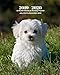 2019 - 2020 | 18 Month Weekly & Monthly Planner July 2019 to December 2020: Maltese Pup Dog Pet Monthly Calendar with U.S./UK/ ... Calendar in Review/Notes 8 x 10 in. Vol 21 by Dazzle Book Press