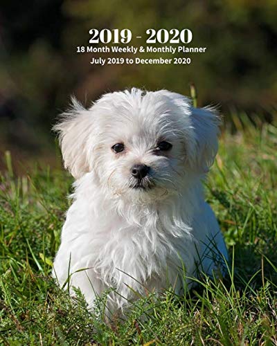 2019 - 2020 | 18 Month Weekly & Monthly Planner July 2019 to December 2020: Maltese Pup Dog Pet Monthly Calendar with U.S./UK/ ... Calendar in Review/Notes 8 x 10 in. Vol 21 by Dazzle Book Press
