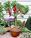 15 Seeds Dwarf Peach Fruit Tree Indoor/Outdoor