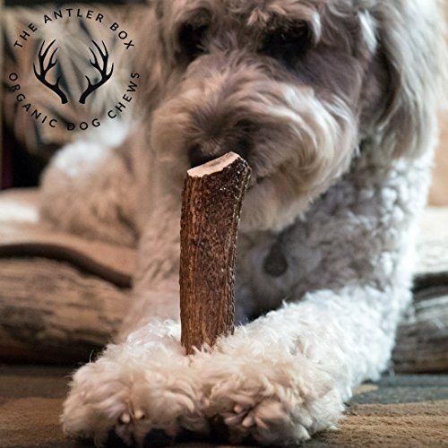 The Antler Box Premium Deer Antler Dog Chews (1 lb. Bulk Pack)Long