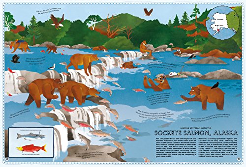 Atlas of Animal Adventures: A collection of nature's most unmissable events, epic migrations and extraordinary behaviours - Thumbnail 5