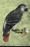 Vintage African Grey Parrot Blank Book Lined 5.5 by 8.5: 5.5 by 8.5 inch 100 page lined blank book s by 