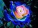 (BPYR Bush419 *Ambizu*) Rare Blue Pink Yellow Rose Bush Flower Seeds, Professional Pack, 50 Seeds / Pack, Light Fragrant Garden Flowers