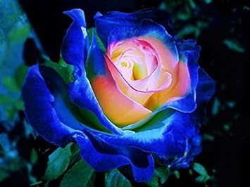 Bpyr Bush747 Ambizu Rare Blue Pink Yellow Rose Bush Flower Seeds Professional Pack 50 Seeds Pack Light Fragrant Garden Flowers