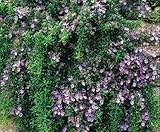 Clovers Garden Trailing Rosemary Herb Plant â€“ Non-GMO - Two (2) Live Plants - Not Seeds - Each 3