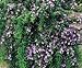 Clovers Garden Trailing Rosemary Herb Plant – Non-GMO - Two (2) Live Plants - Not Seeds - Each 3"-7" Tall - In 3.5 Inch Pots – Prostrate Creeping Rosemary