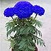 HEART SPEAKER 200 Pcs Blue Marigold Seeds Bonsai Chrysanthemum Flower Garden Plant Yard DecorBlue Marigold Seeds