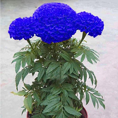 HEART SPEAKER 200 Pcs Blue Marigold Seeds Bonsai Chrysanthemum Flower Garden Plant Yard DecorBlue Marigold Seeds