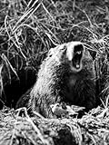  Woodchuck Teeth 