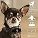 GoodBoy Small Rechargeable Dog Bark Collar For Tiny To Medium Dogs by Waterproof And Vibrating Anti Bark Training Device That Is Smallest & Most Safe On Amazon - No Shock No Spiky Prongs! (6+ lbs)
