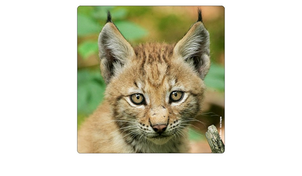 Imán de Frigorífico de lince Baby 