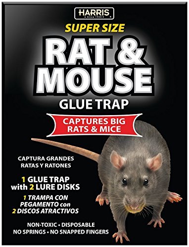 Harris toughest rat glue trap (1)