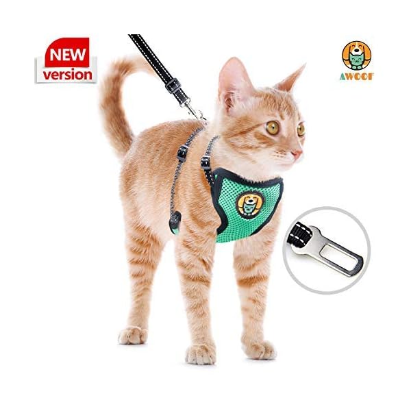 kitten leash