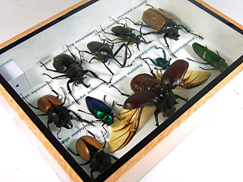 4 Display+Insect+Taxidermy+Small+Collectible