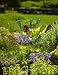 Gardener's Supply Bottle Bush, Metal Frame Outdoor Garden Decor, Accent, Feature, Inspiration primary
