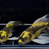 2-Pack Mayan Longfin Butterfly Koi Live Fish Premium Pond Koi 4-5"