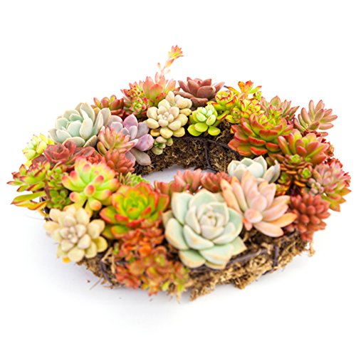 Iron Wire Wreath Succulent Pot Hanging Planters Rustic Plant Holder Basket with Hook for Home Garden Decor - Round Shape