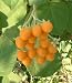 Cyphomandra abutiloides - Dwarf Tamarillo - 20 seeds