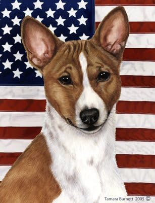 red and white basenji