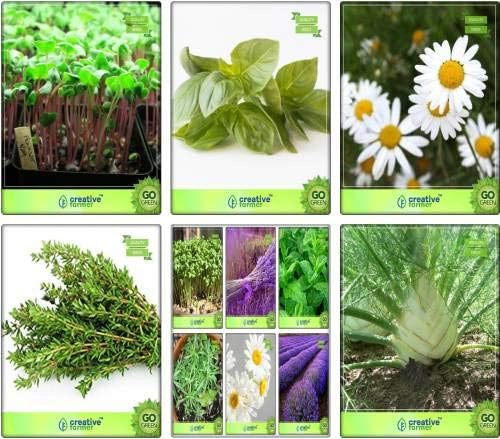 Seedsown Hierba Combo Oferta Berro común, limón albahaca, alemán ...