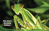 Praying Mantis 2 Egg Cases 100-400 Babies with Hirt's Hatching Habitat