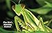 Praying Mantis 2 Egg Cases 100-400 Babies with Hirt's Hatching Habitat primary