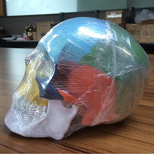 image for Skull Model,OIF Human Skull Map Anatomical Scientific Included Full Se