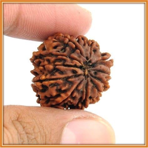 EZEEBAY Eleven Faced (11.Mukhi) Natural Rudraksh Bead