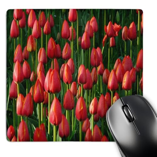 3dRose LLC 8 x 8 x 0.25 Rows of Red Straight Up Tulips Mouse Pad (mp_80747_1)