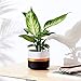 JUNROYM Matte White & Black Ceramic Flower Pot 6 inch Set of 2 Indoor Planters with Drainage Hole Gold Detailing
