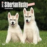 Siberian Husky Puppies - 2017 Calendar 12 x 12in