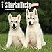 Siberian Husky Puppies - 2017 Calendar 12 x 12in
