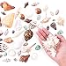 Super Z Outlet Mixed Ocean Beach Fairy Garden Seashells Marine Life for Arts & Crafts, Decorations, Party Favors Collection (Approx. 40 Pieces)