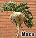 Maca Seeds, Peruvian Ginseng, 200 Seeds, Peruvian Superfood, Easy to Grow !