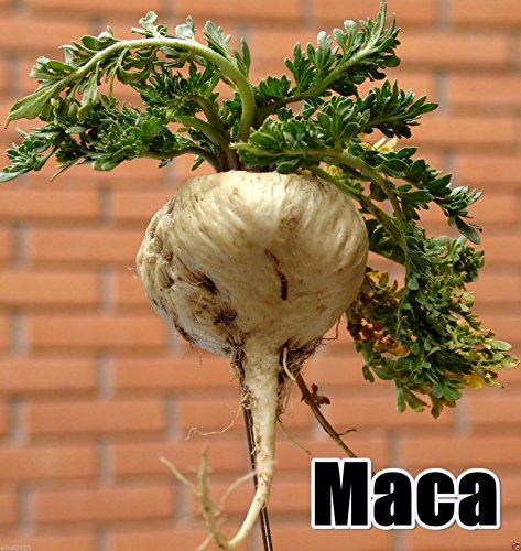 Maca Seeds, Peruvian Ginseng, 200 Seeds, Peruvian Superfood, Easy to Grow !