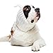 Zoo Snoods Bunny Costume - Knit Easter Dog Snood Ear Wrap for Pets, Warm Neck Cover for Halloween and Winter (Medium)