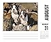 Just Boston Terriers 2017 Box Calendar (Dog Breed Calendars)