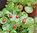 Sc0nni 200Pcs Painted Wooden Ladybug/Self Adhesive/Craft/Decorations/Home Decor/Plants 10x13mm