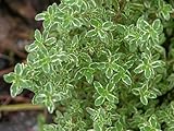 Hirt's Lemon Thyme Plant - Smells Like Lemon/Tastes Like Lemon - 3