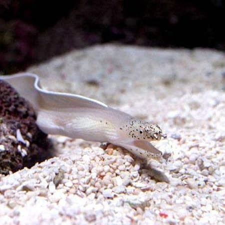 Amazon 海水魚 ホワイトリボンイール １匹 北海道 九州 沖縄航空便要保温 Charm チャーム 観賞魚 水中生物 通販