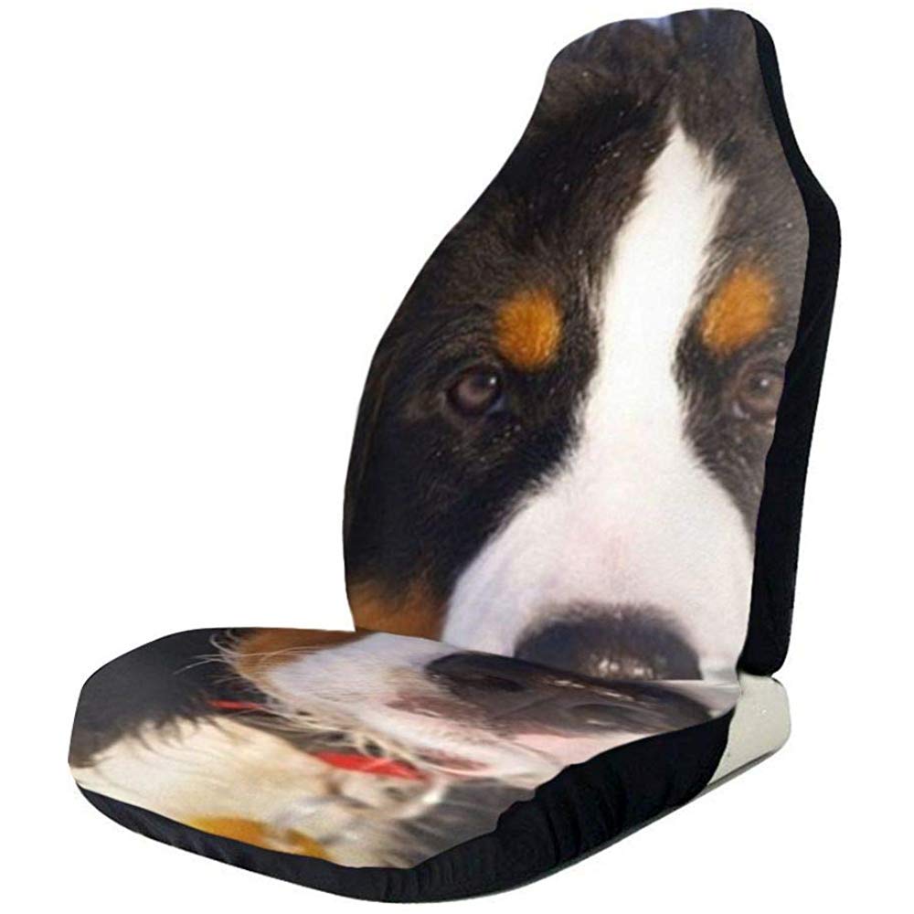 bernese mountain dog raincoat
