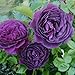 Ebb Tide Rose Bush 4 Inch Container Grown Organic USA * Fragrant Purple Rose