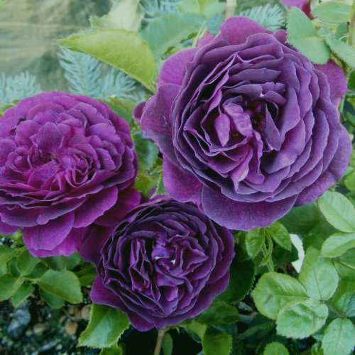 Ebb Tide Rose Bush 4 Inch Container Grown Organic USA Fragrant Purple Rose Ebb Tide Rose Bush 4 Inch Container Grown Organic USA Fragrant Purple Rose