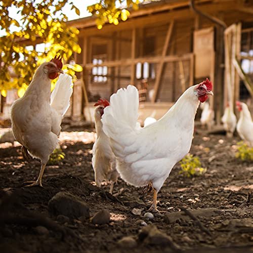 Ida Plus - MitePowder â Natürlich gegen die Rote Vogelmilbe â Effektiver als Kieselgur oder Kieselerde â für Hühner, Wachteln & anderes Geflügel - OHNE CHEMIE - 25 Liter – Bild 6