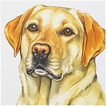 Golden Retriever Chien Carte De Voeux Waggydogz Anniversaire Noel Mothers Fete Des Peres Amazon Fr Jardin