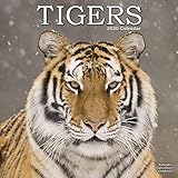 Tiger Calendar - Calendars 2019 - 2020 Wall Calendars - Animal Calendar - Tigers 16 Month Wall Calen by 