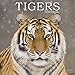 Tiger Calendar - Calendars 2019 - 2020 Wall Calendars - Animal Calendar - Tigers 16 Month Wall Calen by 